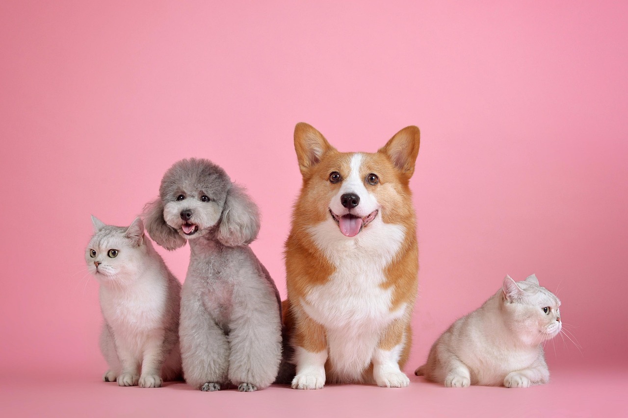 pet supplies