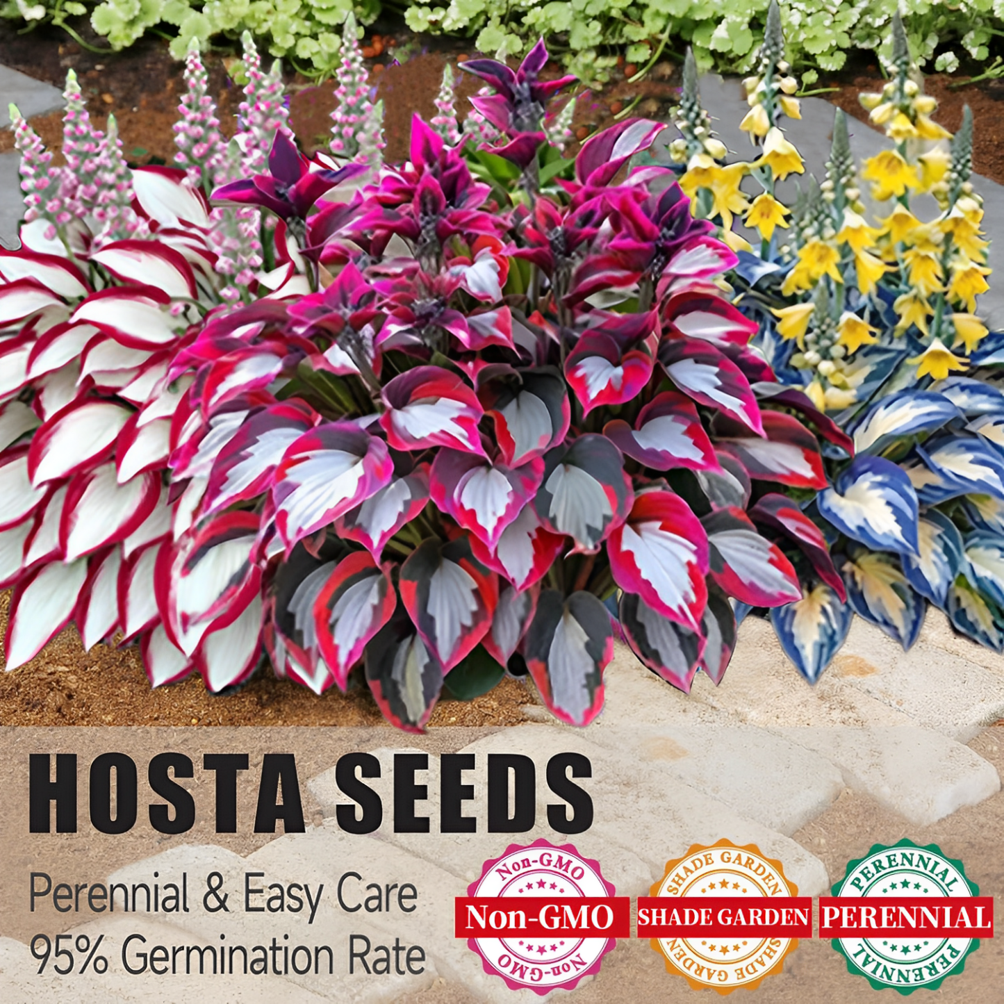 🔥🔥Premium Rare Hosta Seeds🌿Shade-Tolerant Plant