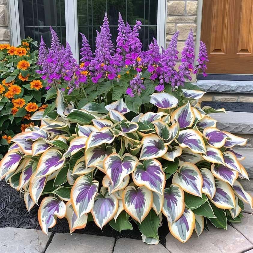 🔥🔥Premium Rare Hosta Seeds🌿Shade-Tolerant Plant