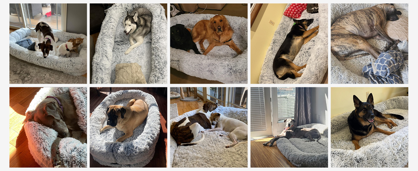 Person and dog sharing a giant human dog bed in living room