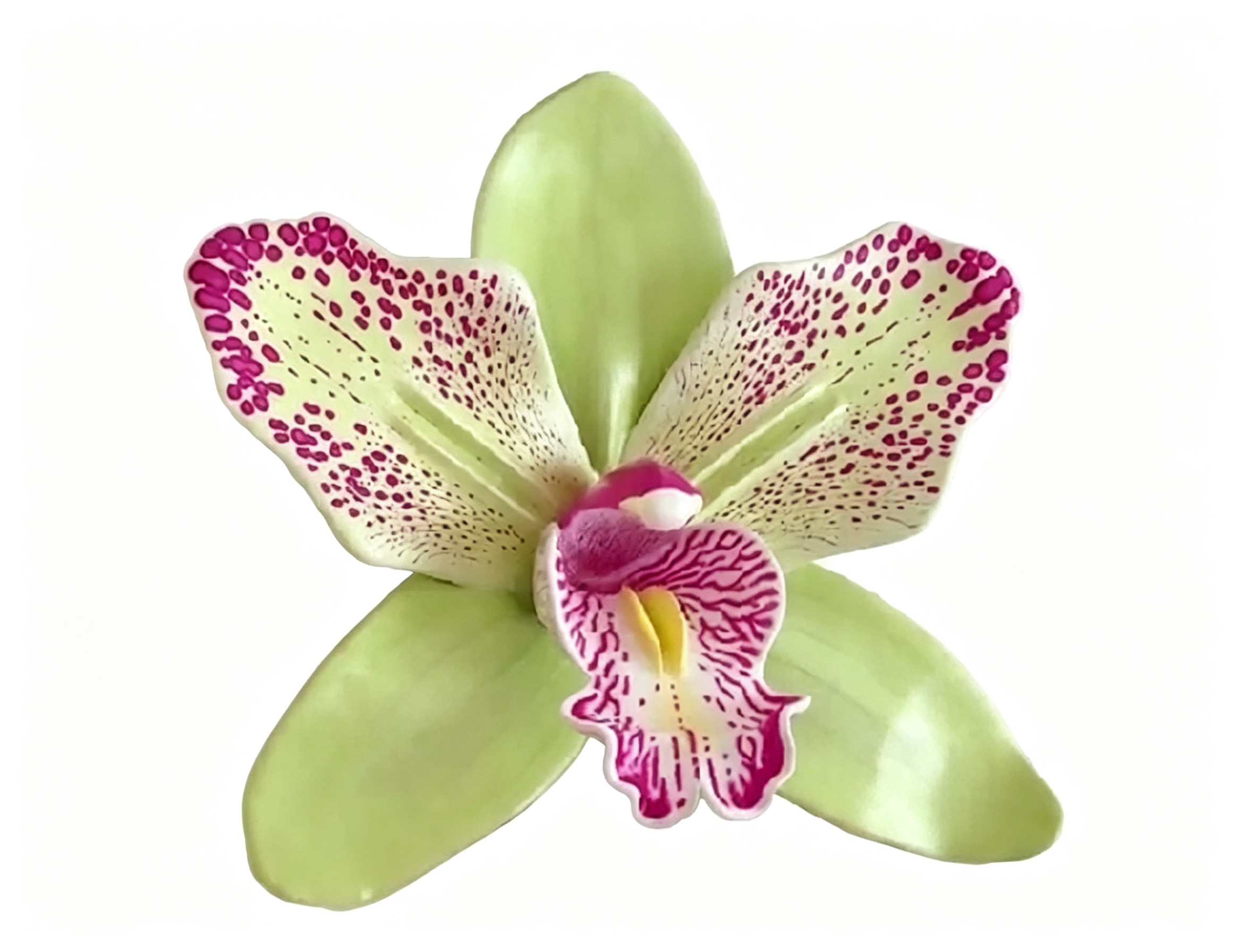 WALL FLOWERS