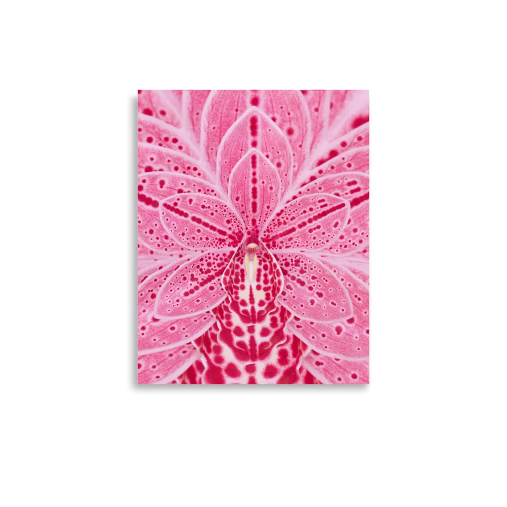 WALL FLOWERS