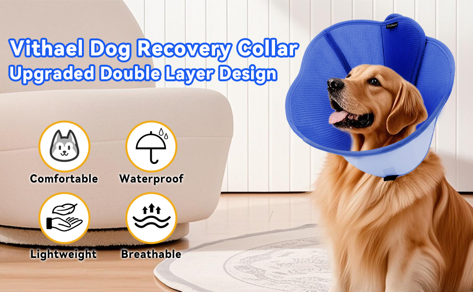 dog cone