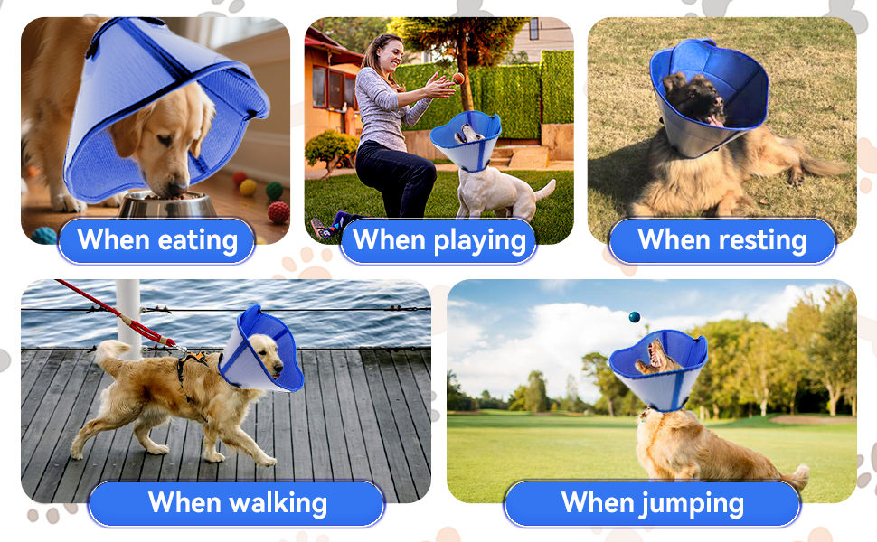 dog cone
