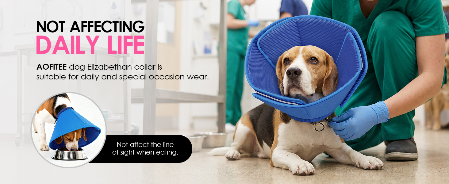 dog cone