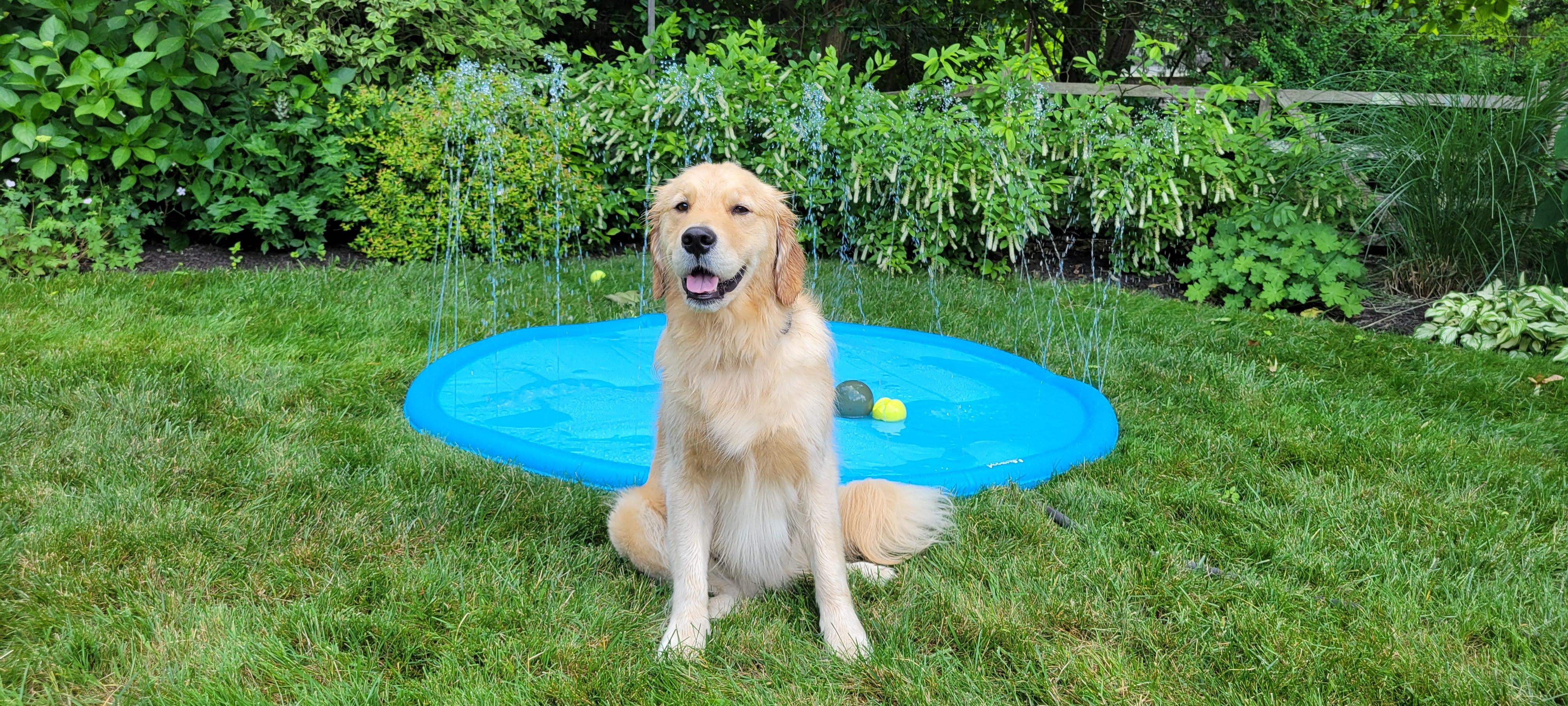 Pecute Dog Splash Pad Sprinkler Mat, Non-Slip Durable Thick PVC Backyard Water Play Mat for Dogs(without PVC pipe ), Portable Pet Wading Pool & Summer Outdoor Toy, dealsforyoudays,petlover,summer essential,summervibes Swimming Pool Set Kiddie Inflatable