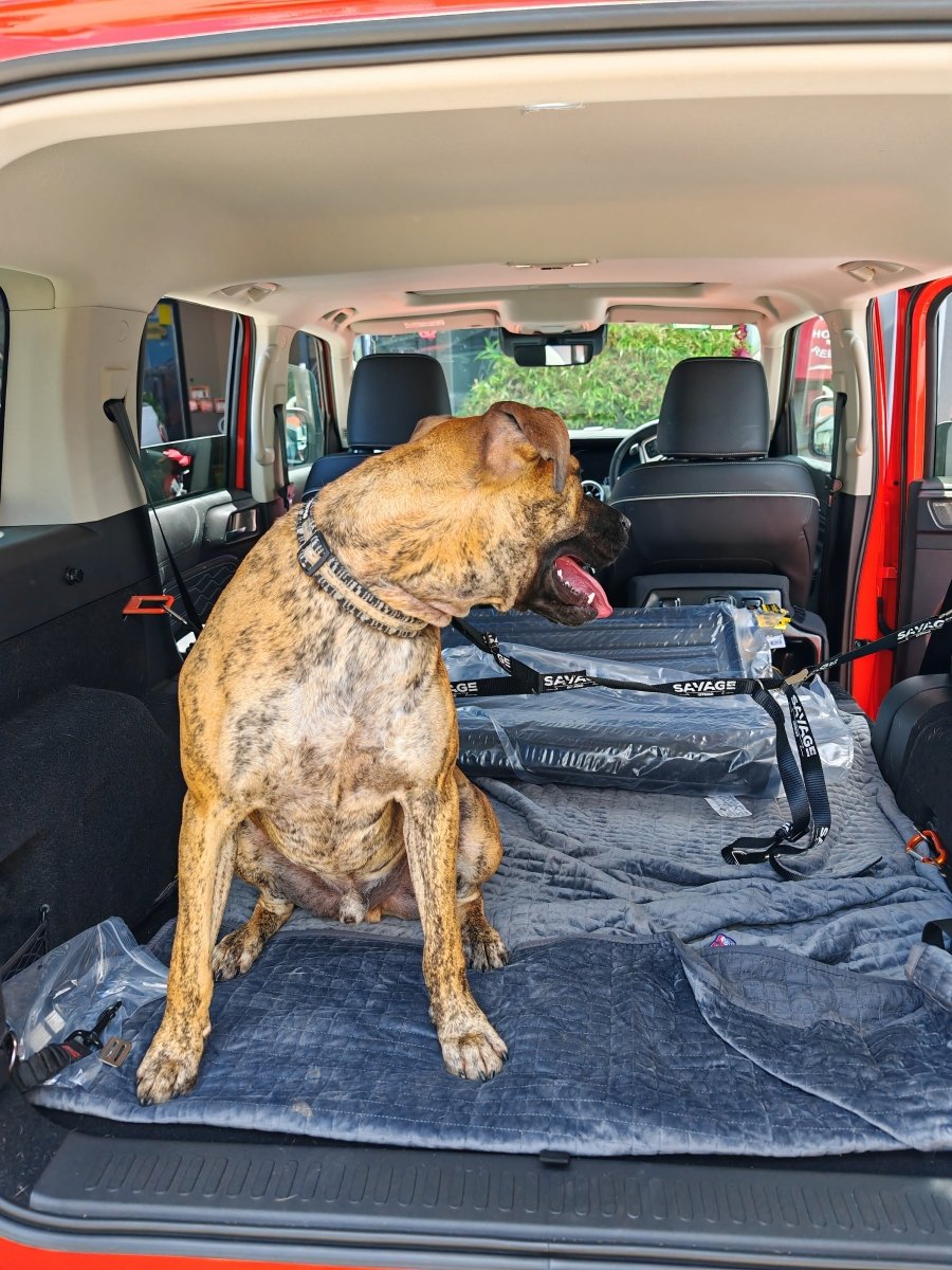 TANK 300 DOG CENTRE HARNESS-Let us help you explore your 4x4 with us Noxfun