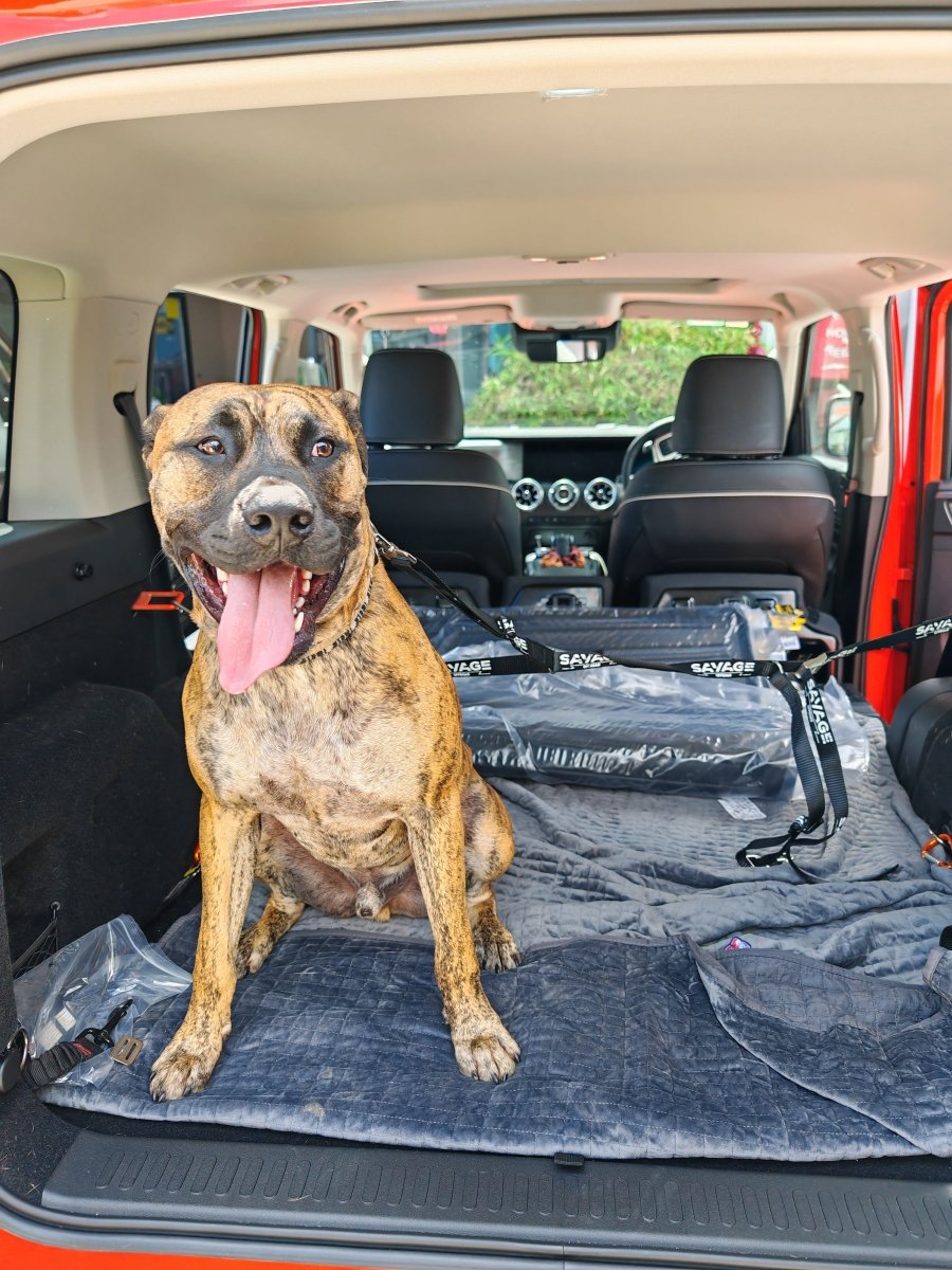 TANK 300 DOG CENTRE HARNESS-Let us help you explore your 4x4 with us Noxfun