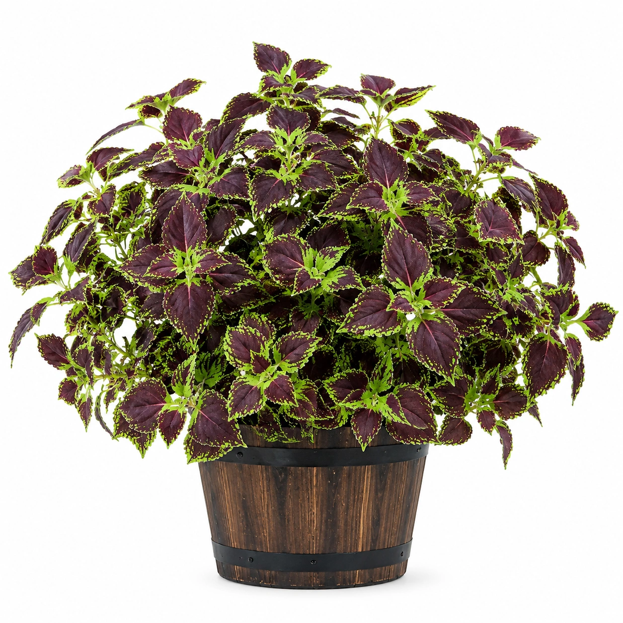 Plantas artificiales