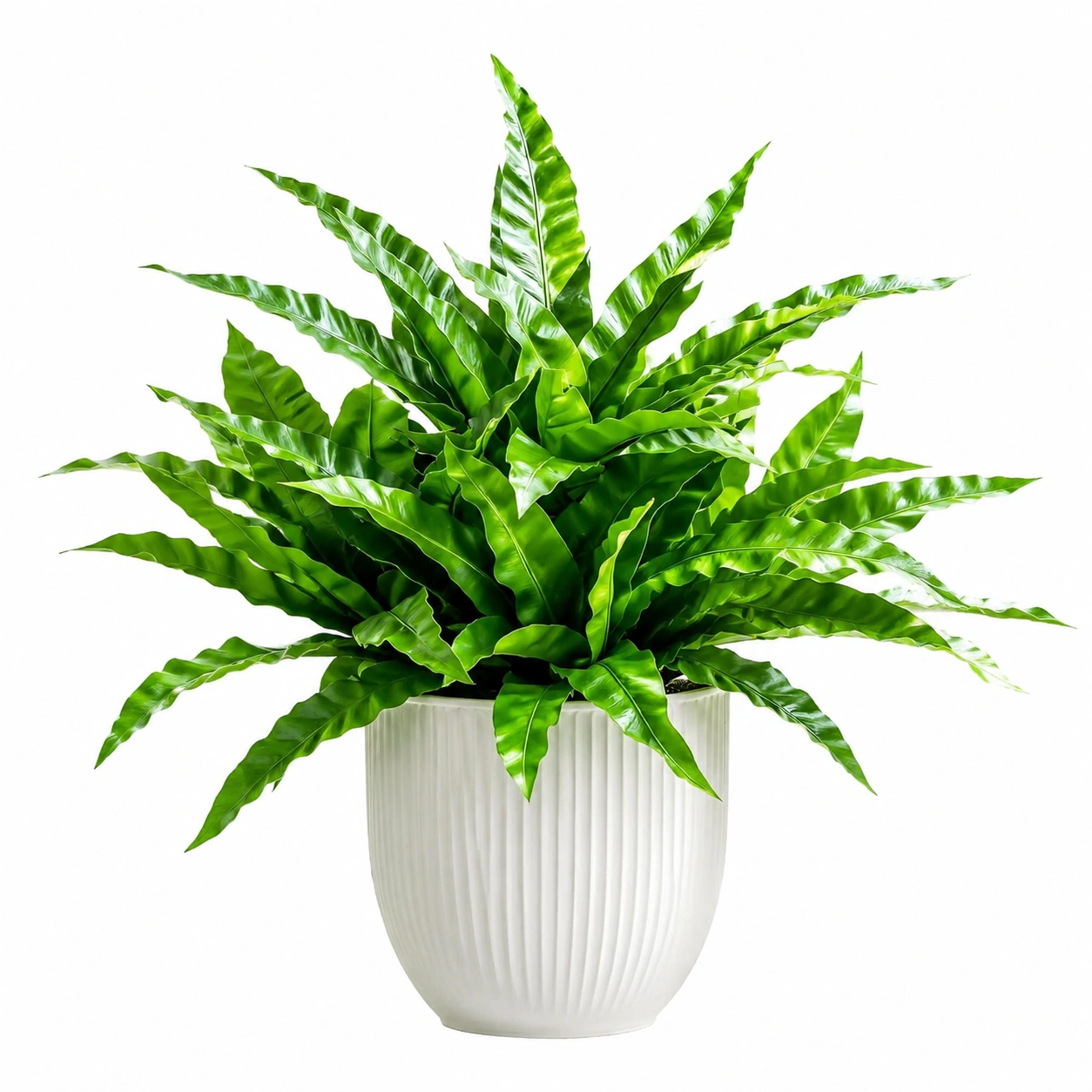 Fougère Artificielle en Pot Céramique 45 cm-FURNIAMIRAE