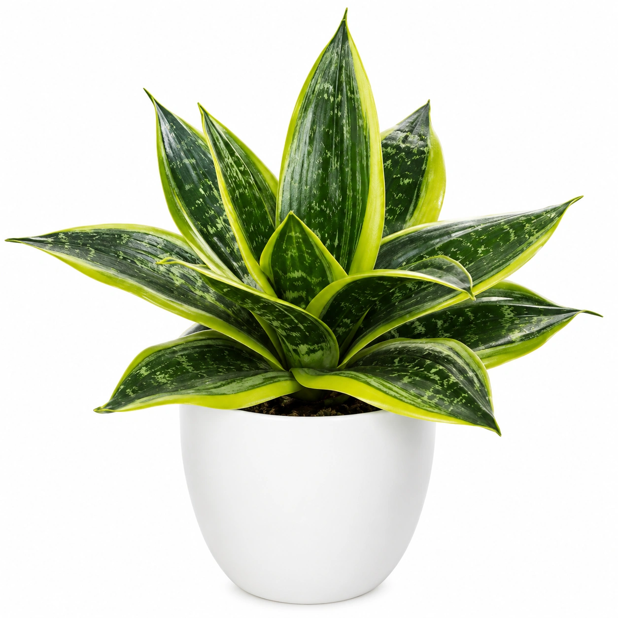 Plante Sansevieria artificielle avec pot en céramique blanc-HOMEELARO