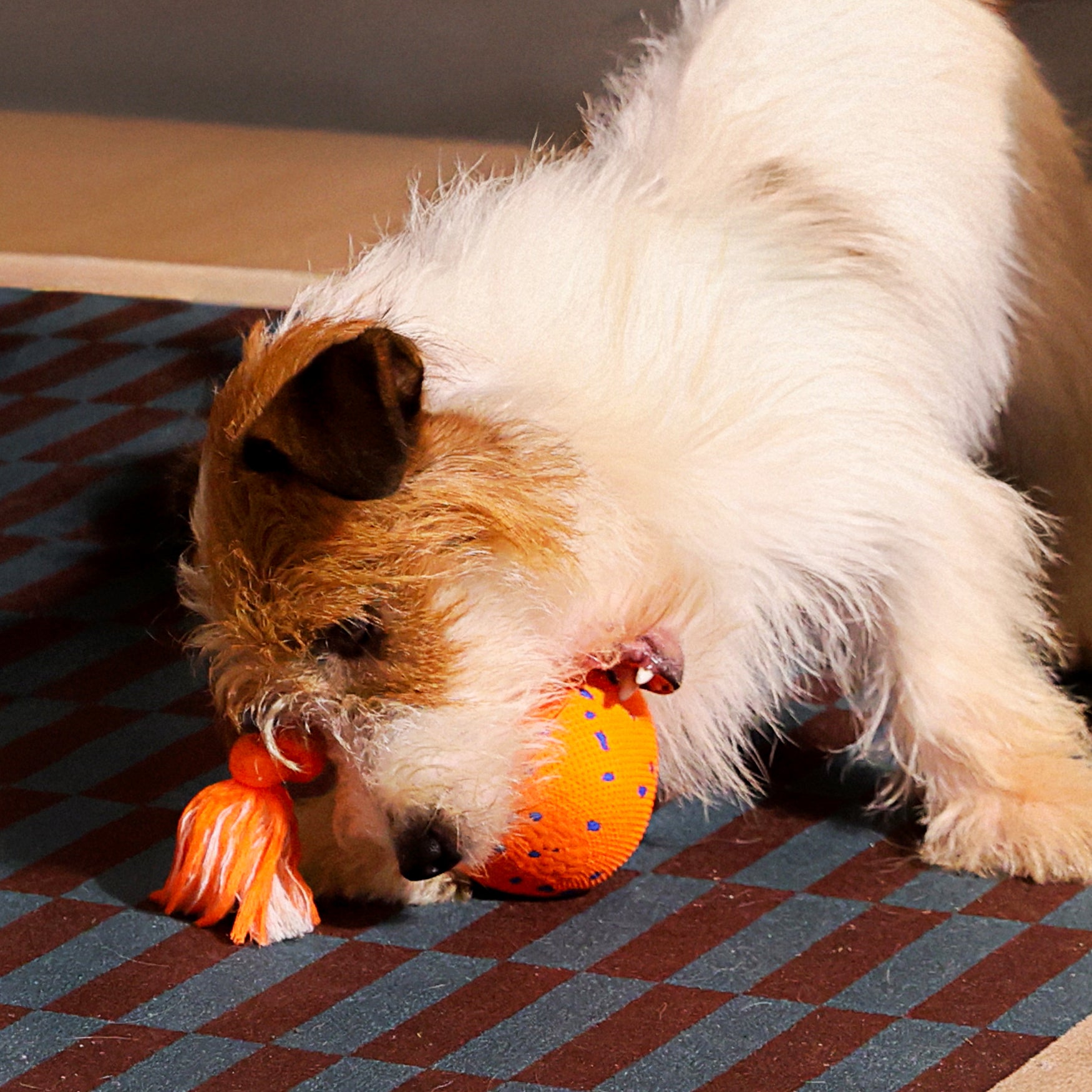 🔥LAST DAY 50% OFF 🔥 Smart Interactive Rolling Dog Toy – 3 Play Modes, Rechargeable & Self-Moving 🐶