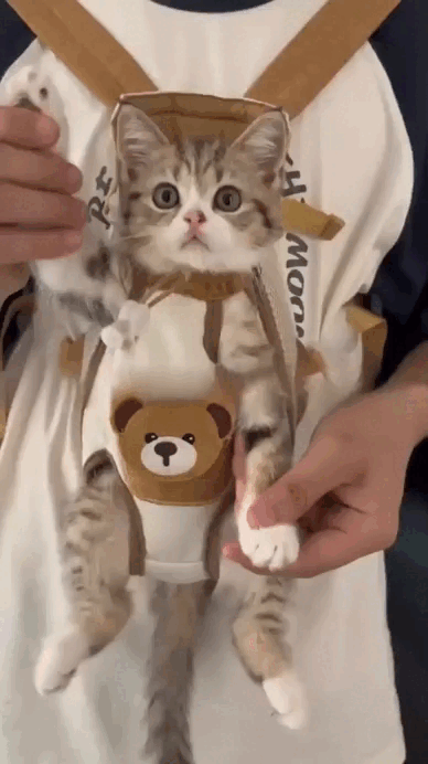 Quick cat carrier fitting and neck strap adjustment