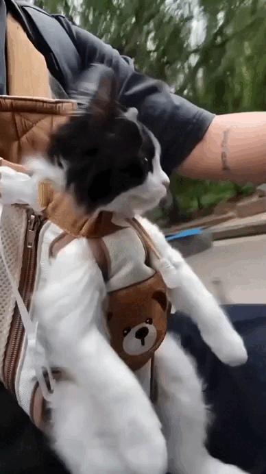 Cat enjoying an outdoor walk in a hands-free carrier