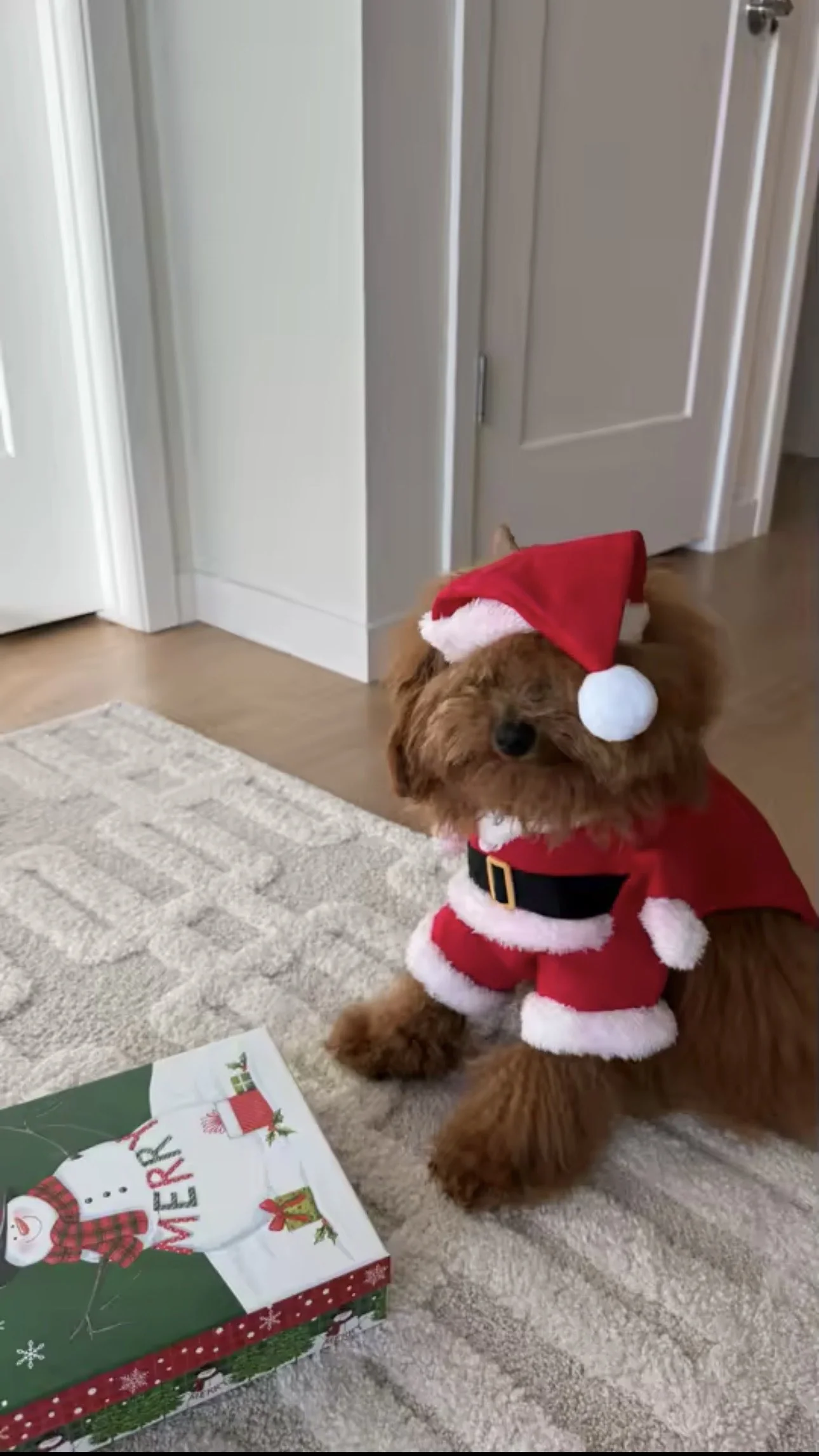 Customer dog sitting at home in the Santa Claus Christmas costume
