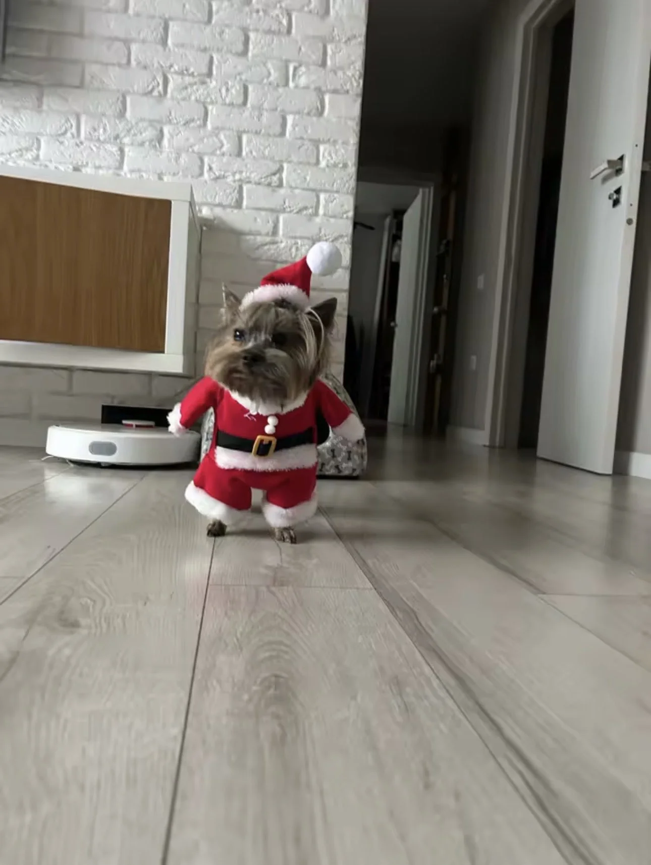 Customer dog standing indoors in the Santa Claus costume