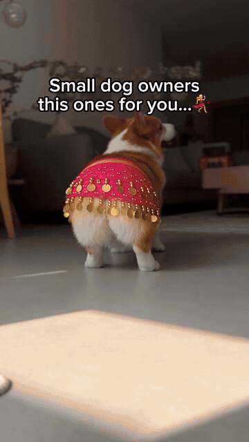 Corgi walking in a jingling belly dance skirt