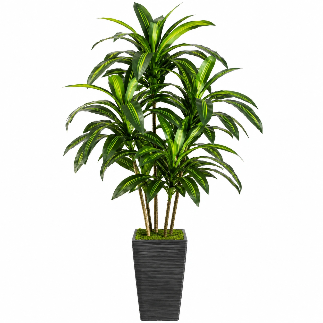 Árbol artificial Dracaena 175cm con maceta negra para interiores y exteriores-HOMAV ORA