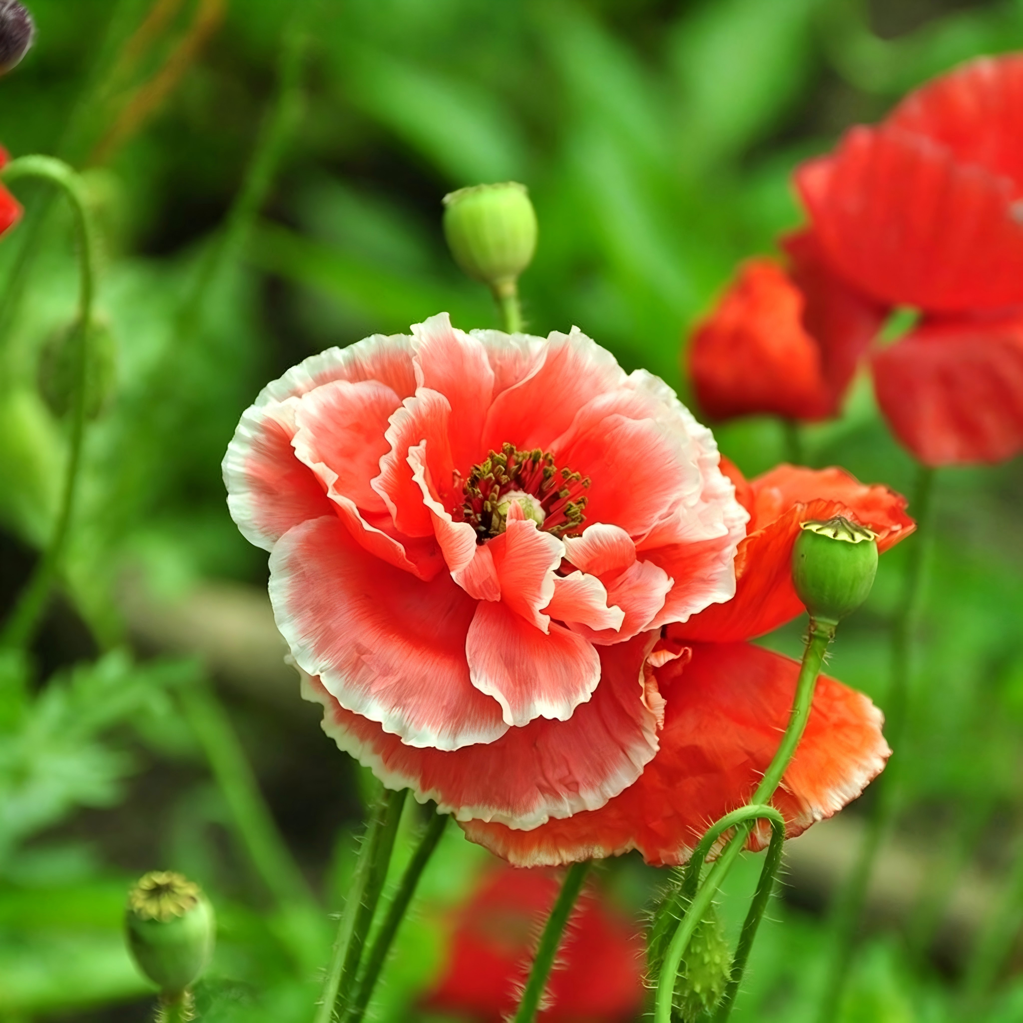 Poppy Seeds Color Red and white border