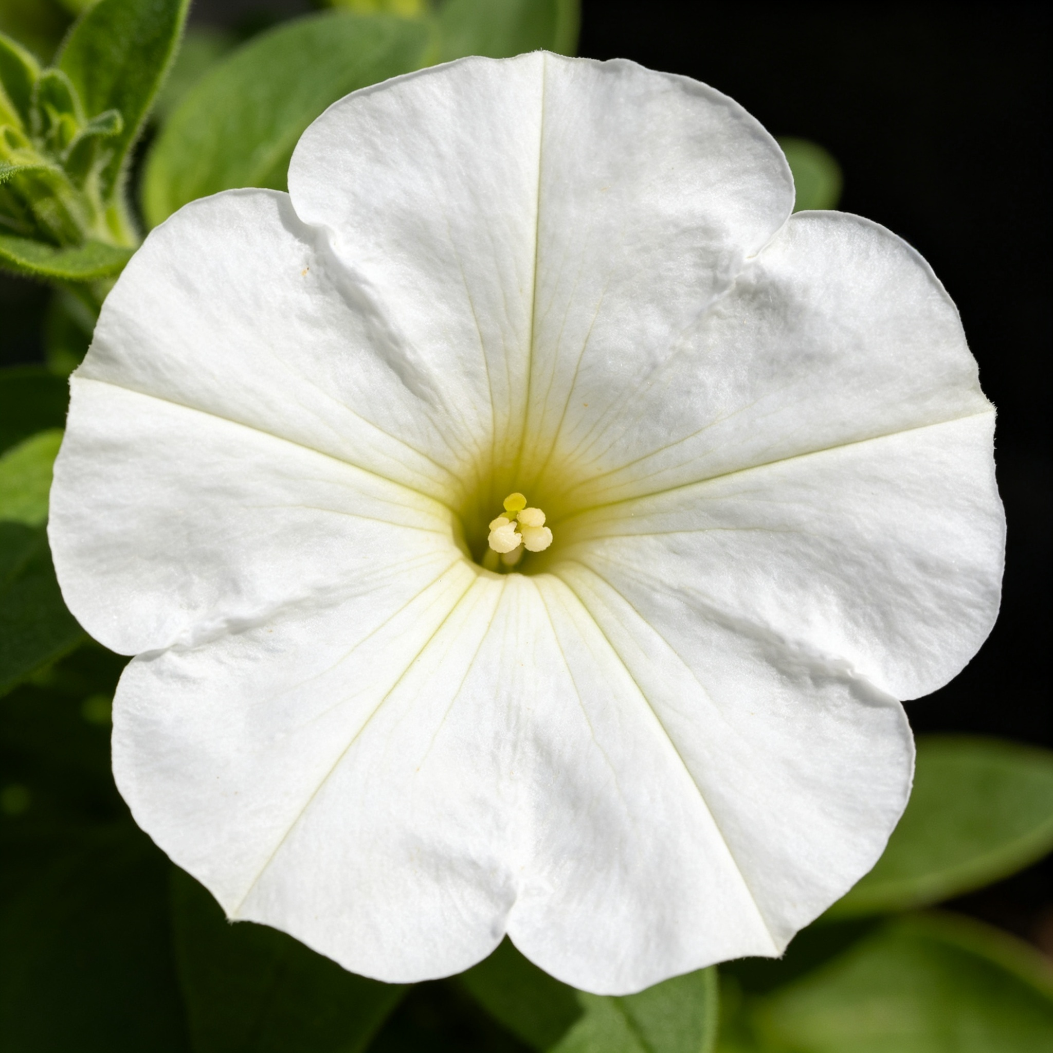 Grandiflora Petunia seeds Color White