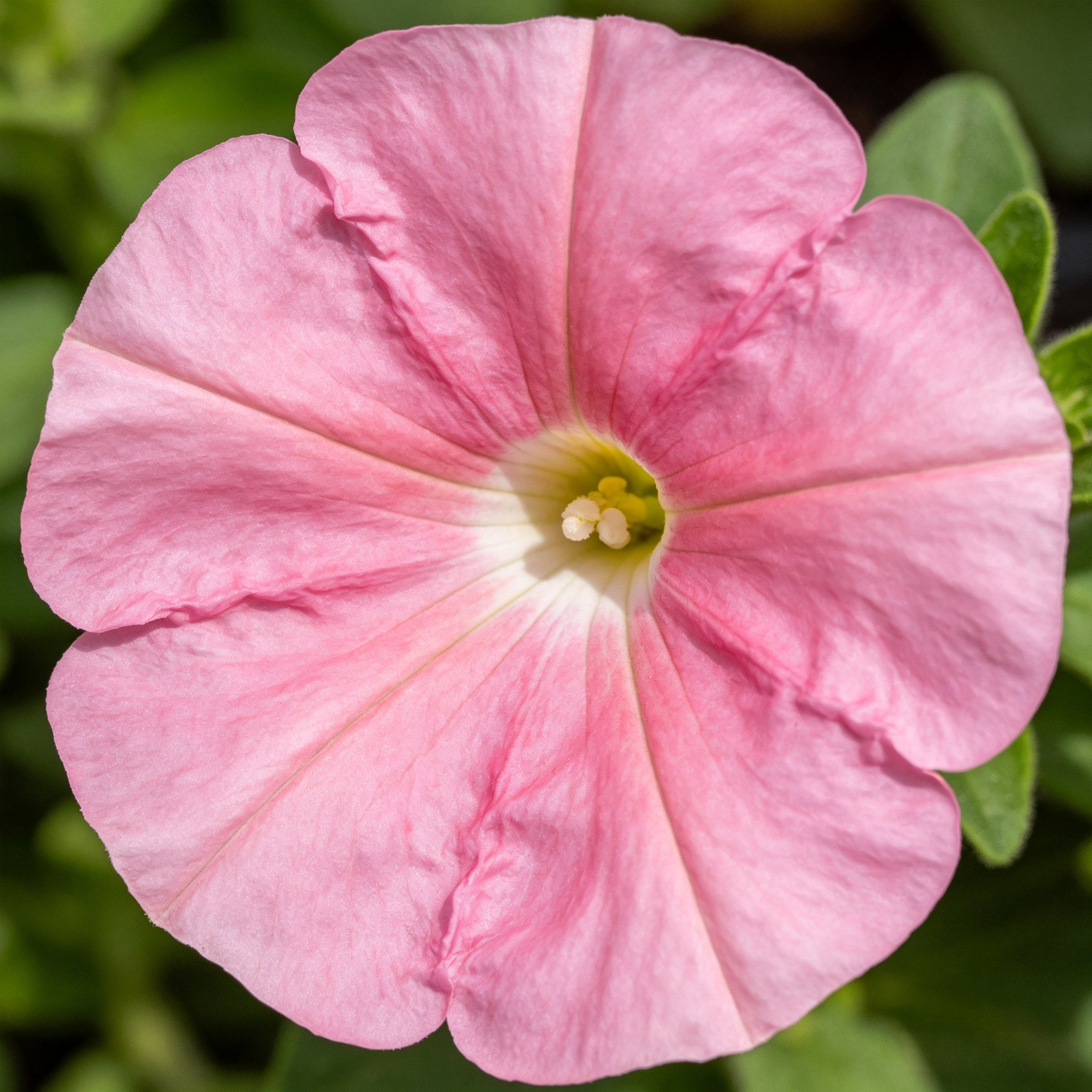 Grandiflora Petunia seeds Color pink