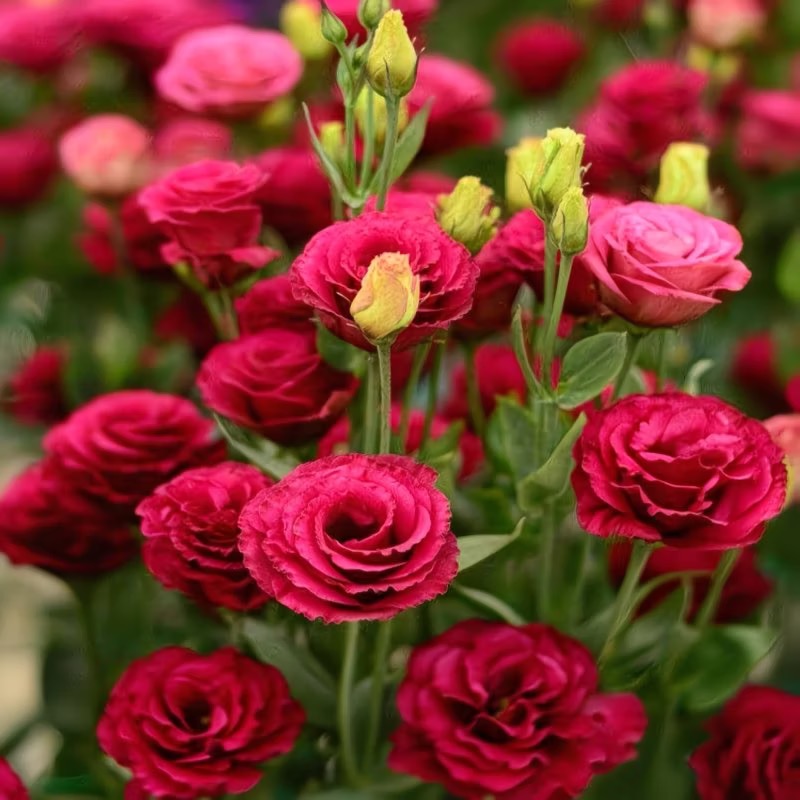 Lisianthus-color red