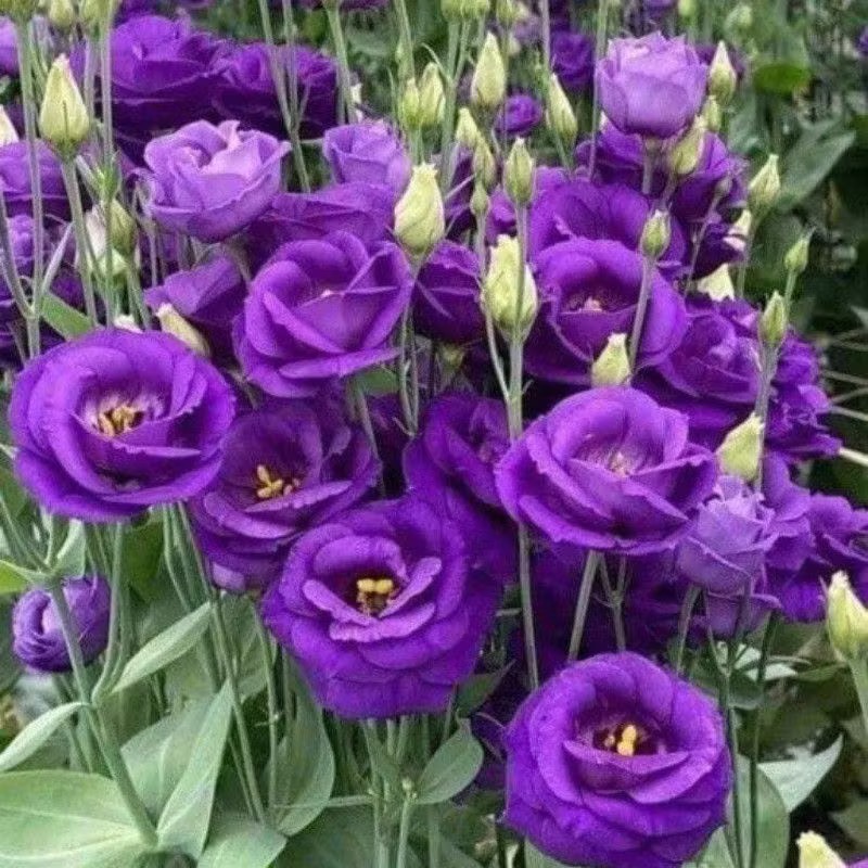 Lisianthus-color Purple