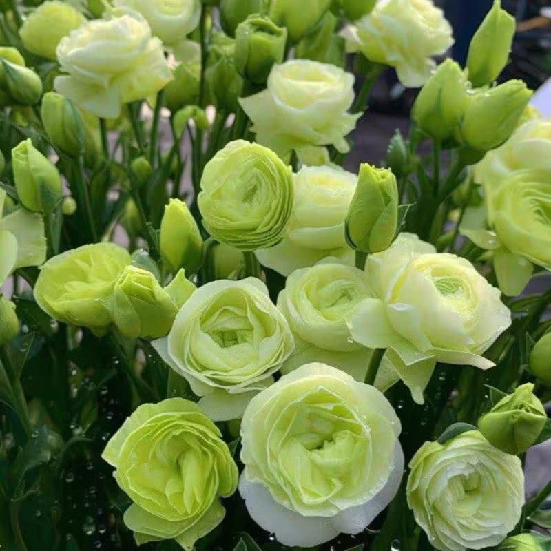 Lisianthus-color green