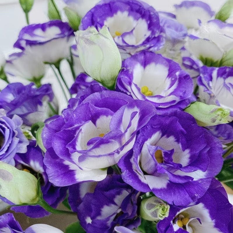 Lisianthus-color Purple border