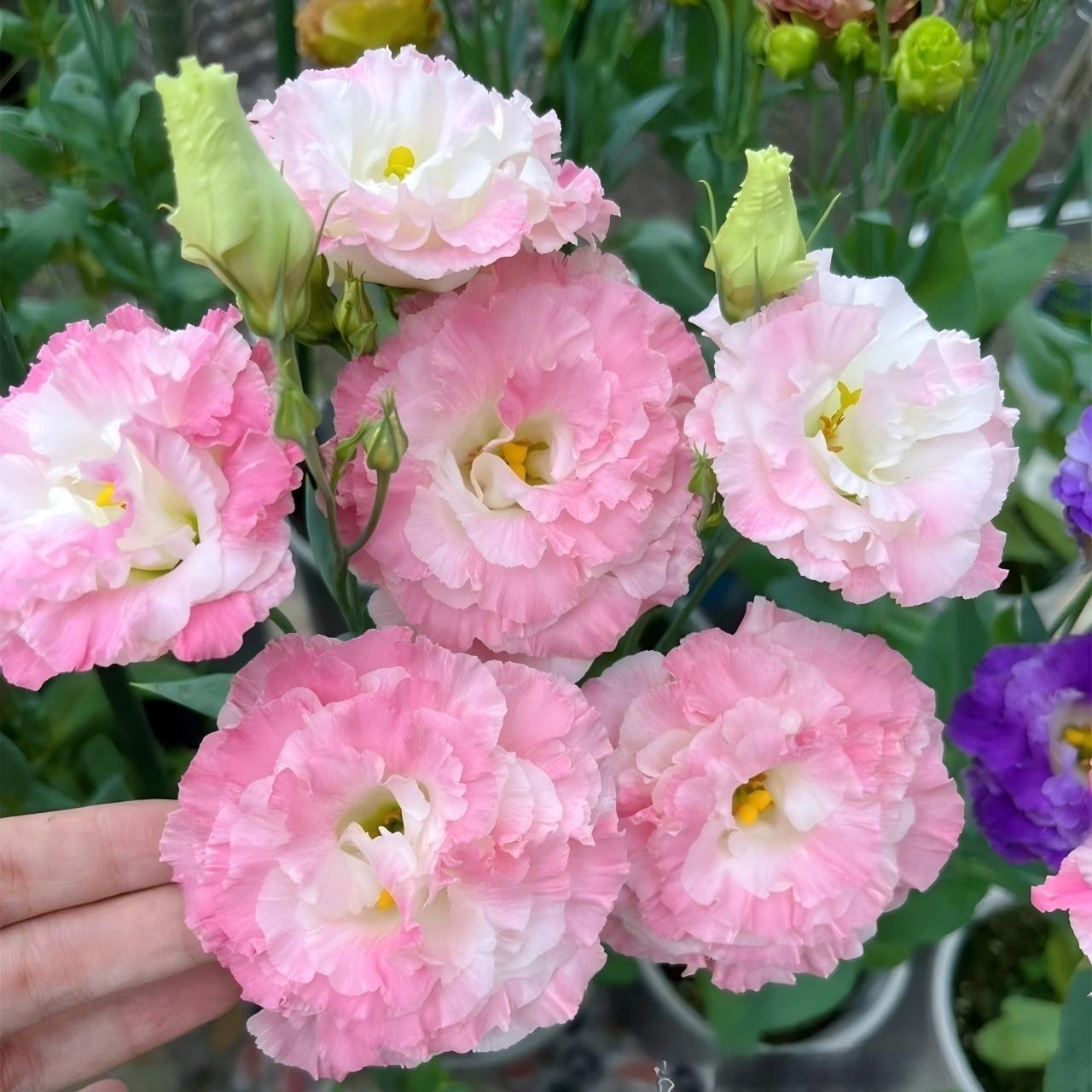 Lisianthus-color powder