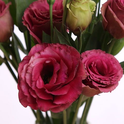 Lisianthus-color red