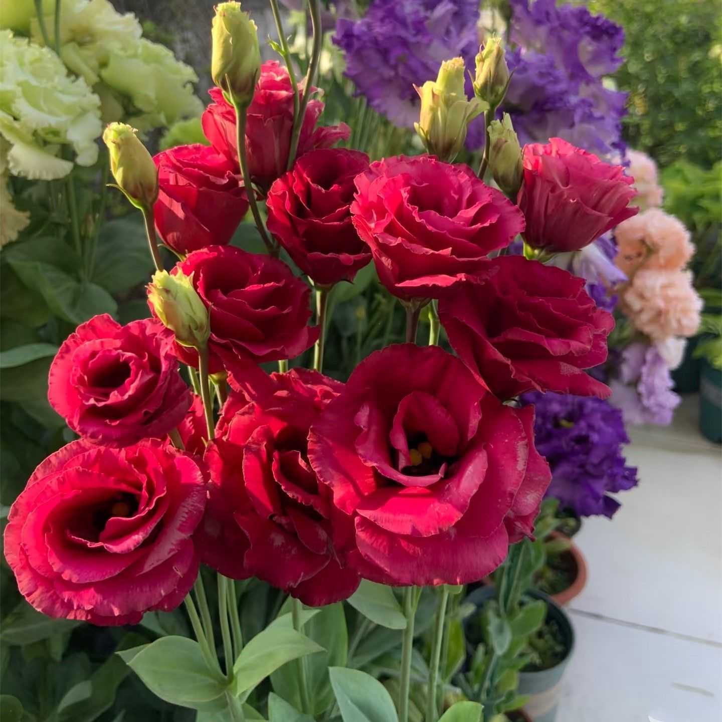 Lisianthus-color red