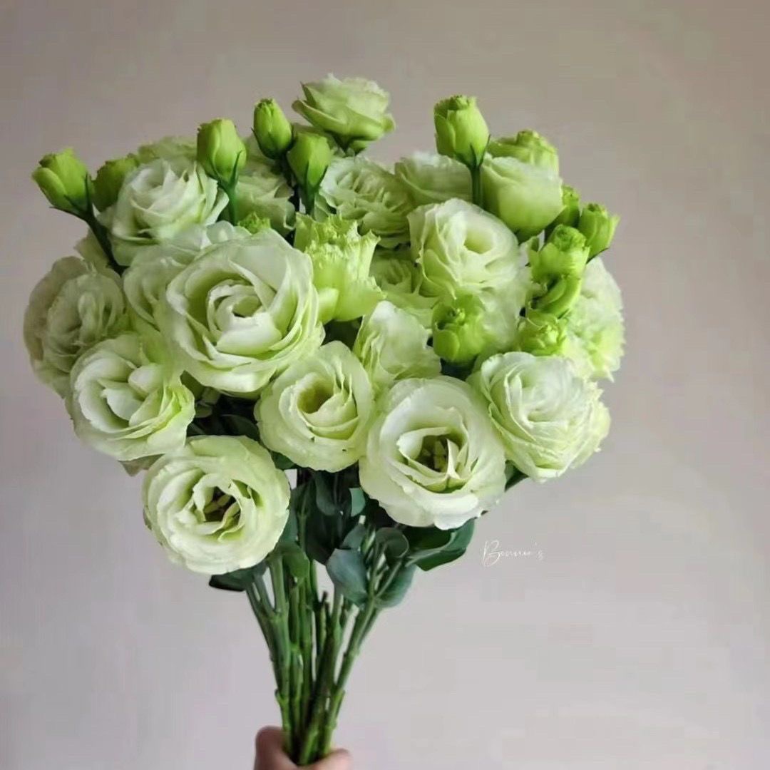Lisianthus-color green