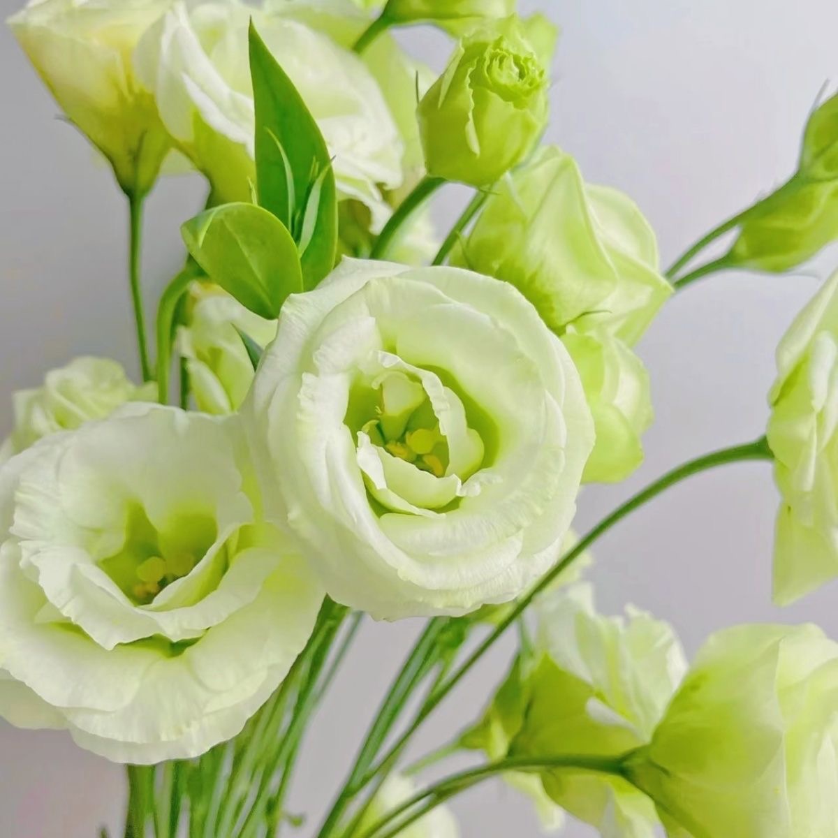 Lisianthus-color green
