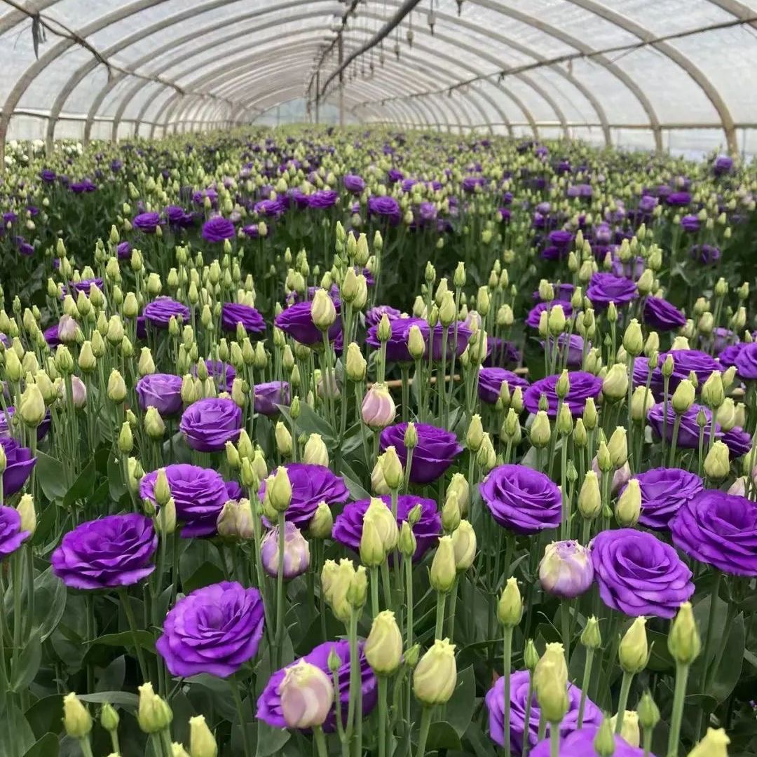Lisianthus-color Purple