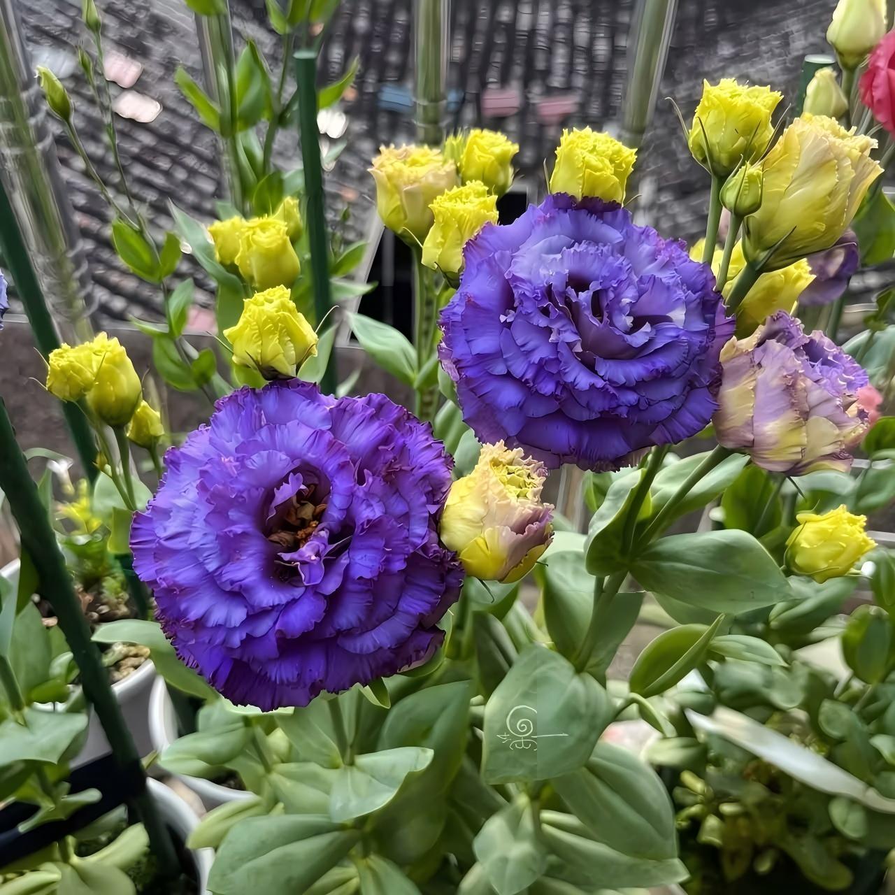 Lisianthus-color Purple