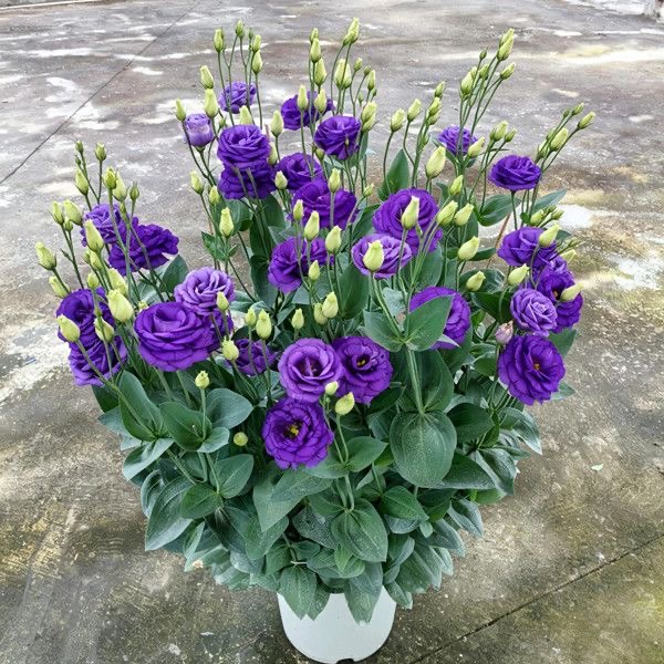 Lisianthus-color Purple