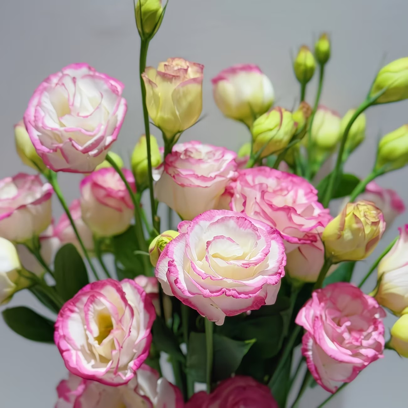 Lisianthus-color Red border