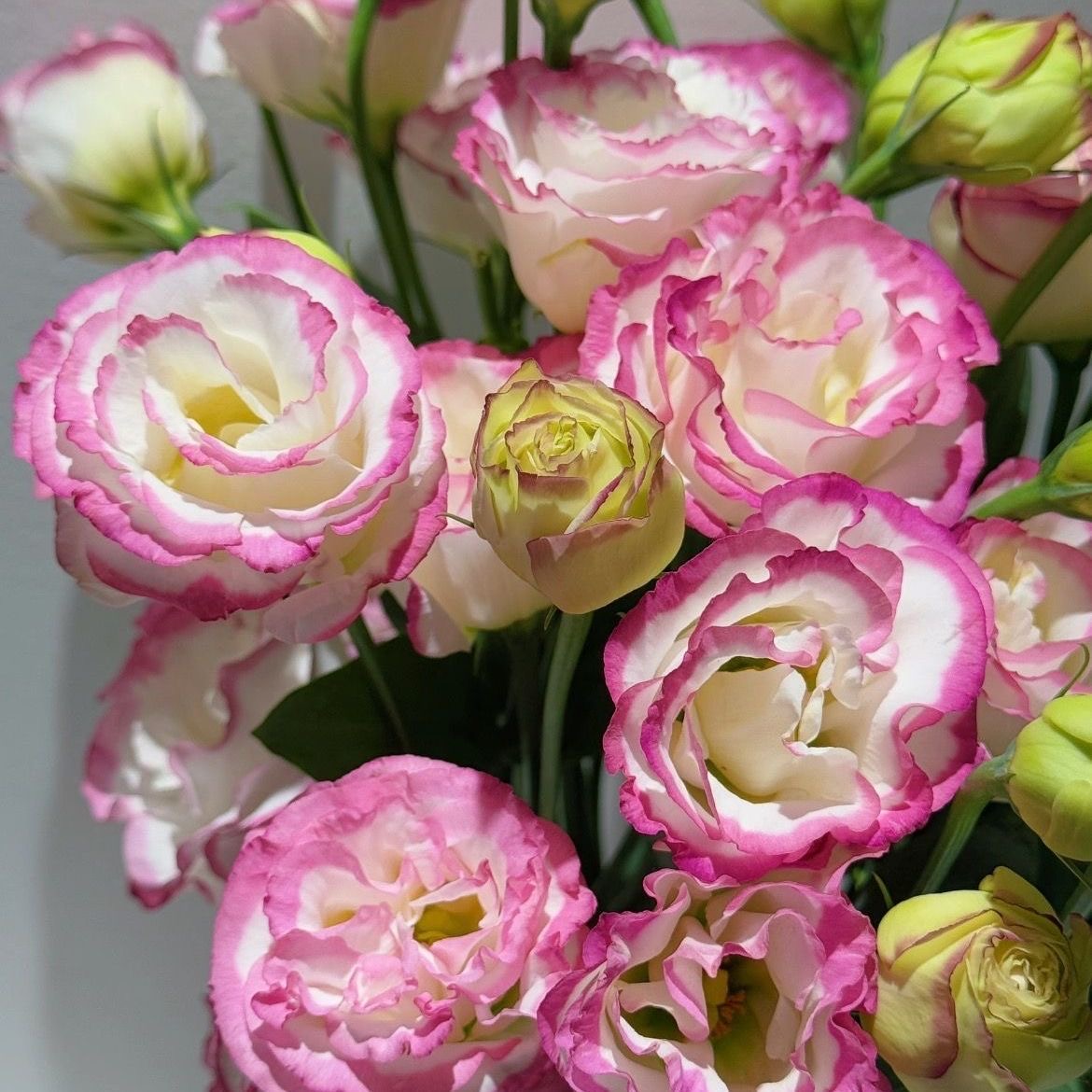 Lisianthus-color Red border