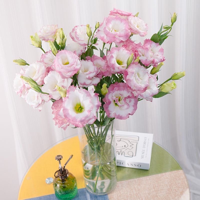 Lisianthus-color Red border