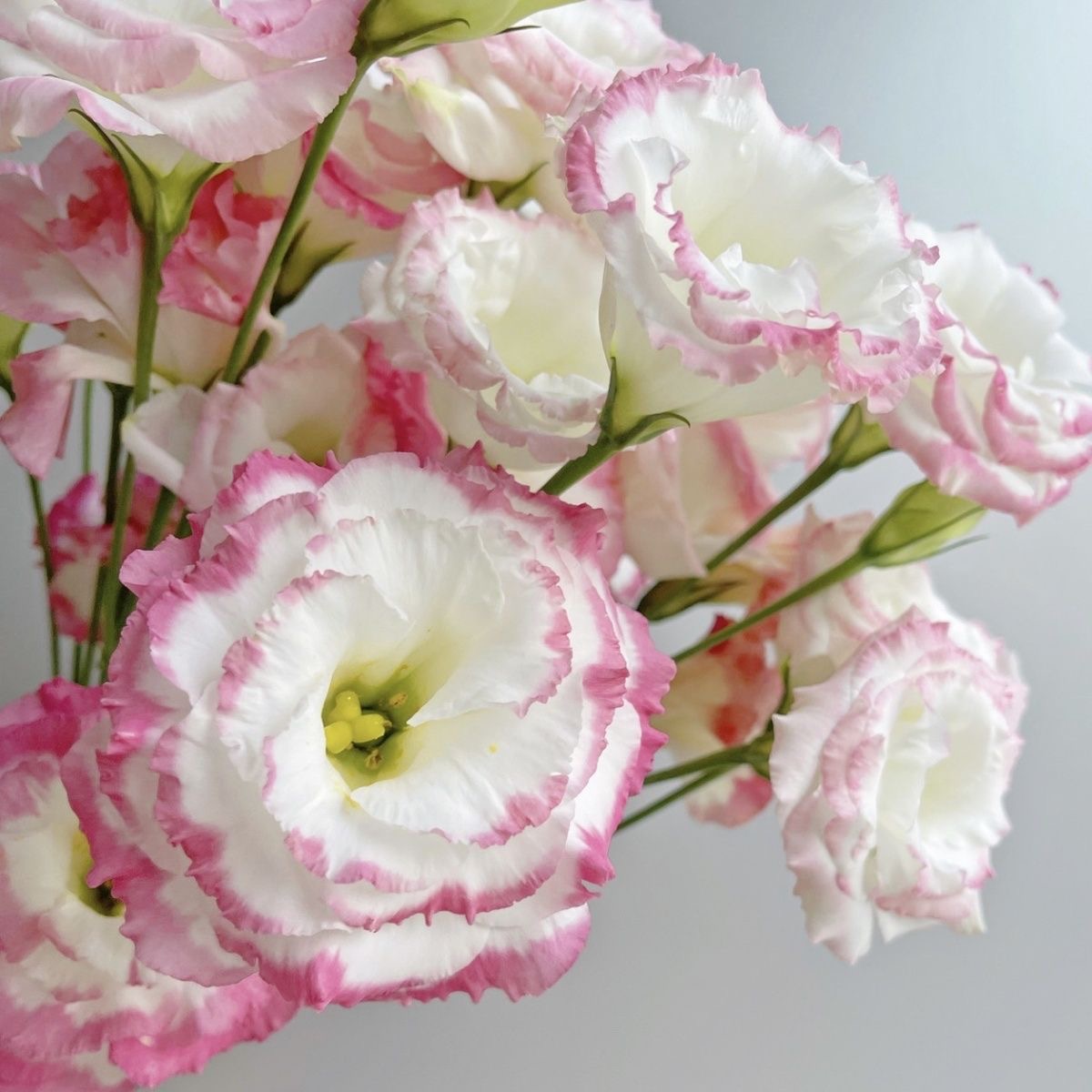 Lisianthus-color Red border