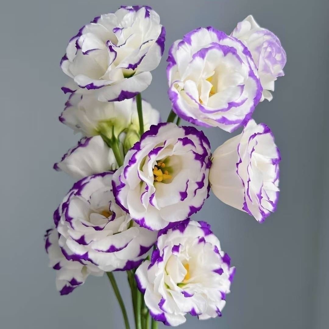 Lisianthus-color Purple border