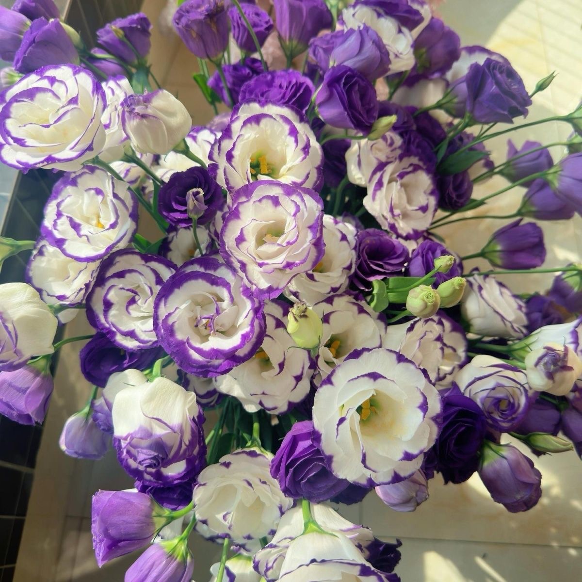 Lisianthus-color Purple border