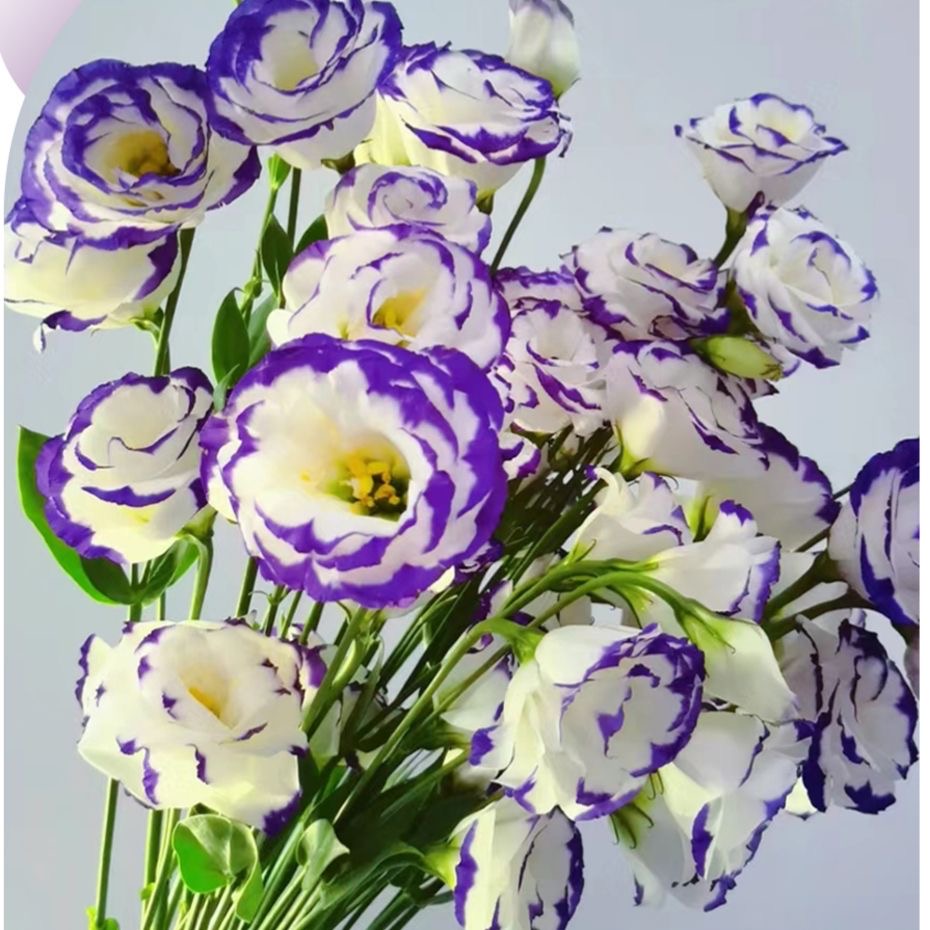 Lisianthus-color Purple border