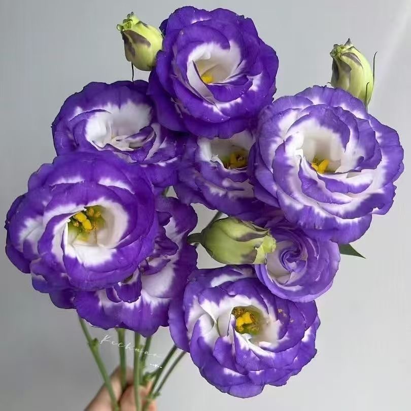 Lisianthus-color Purple border