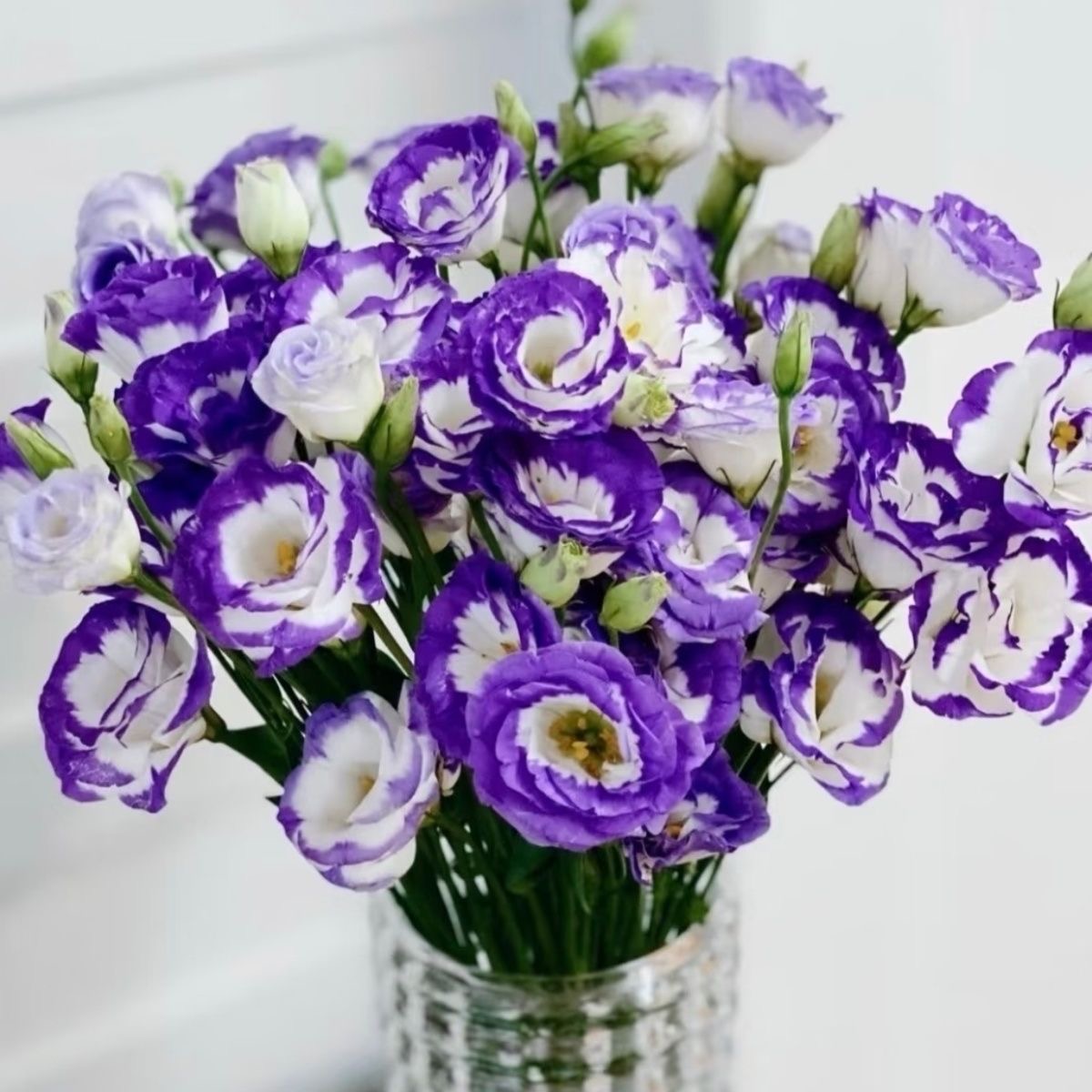 Lisianthus-color Purple border