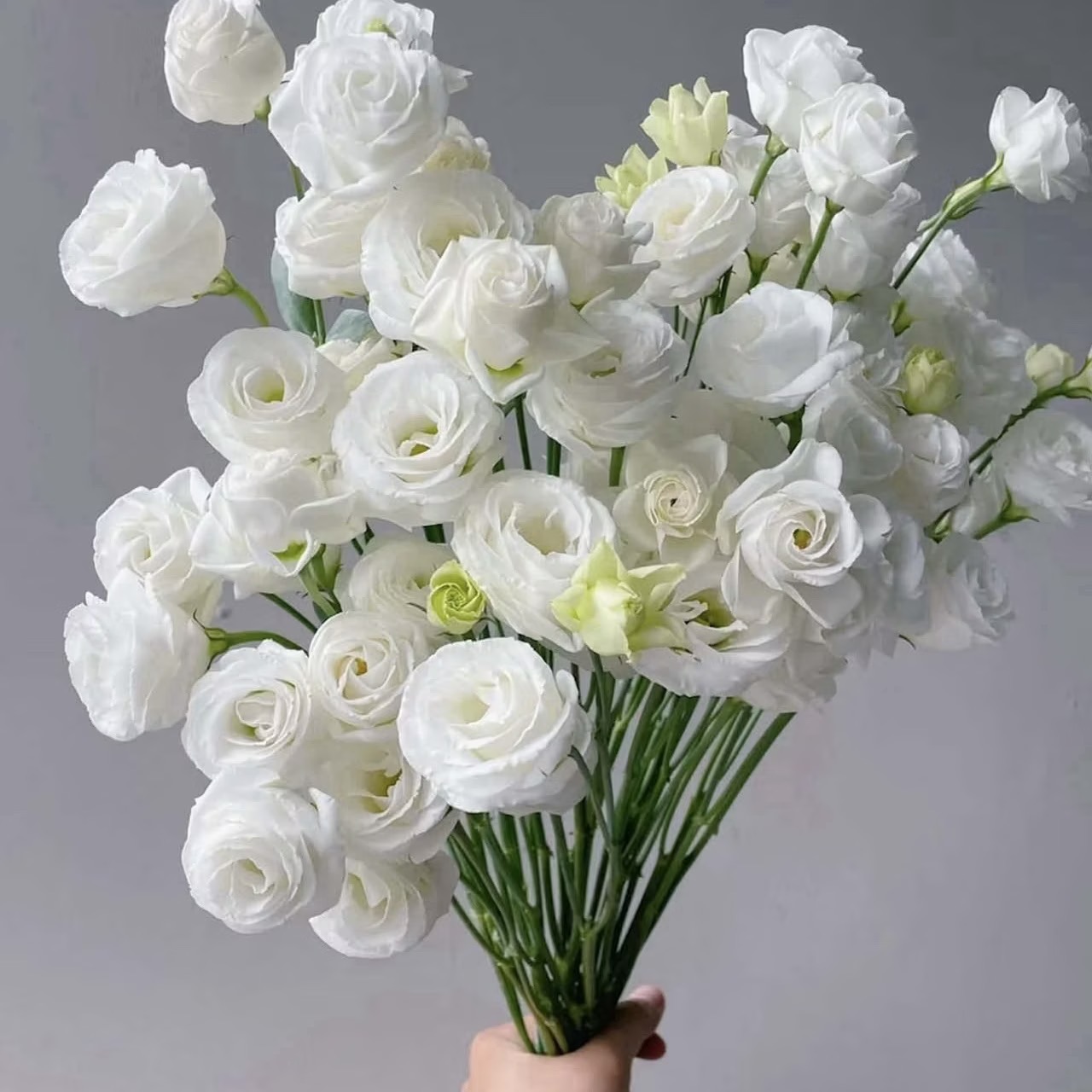 Lisianthus-color white