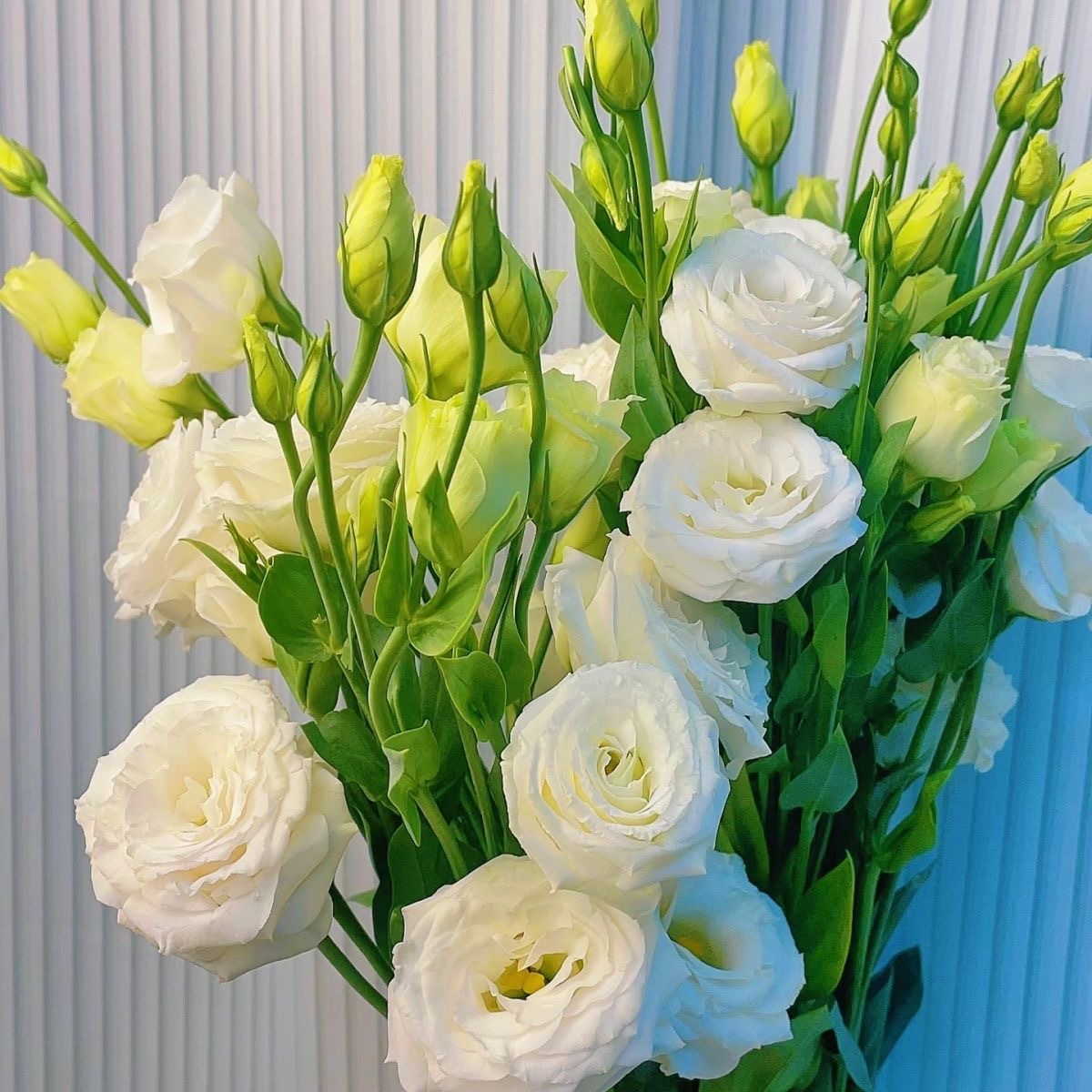 Lisianthus-color white