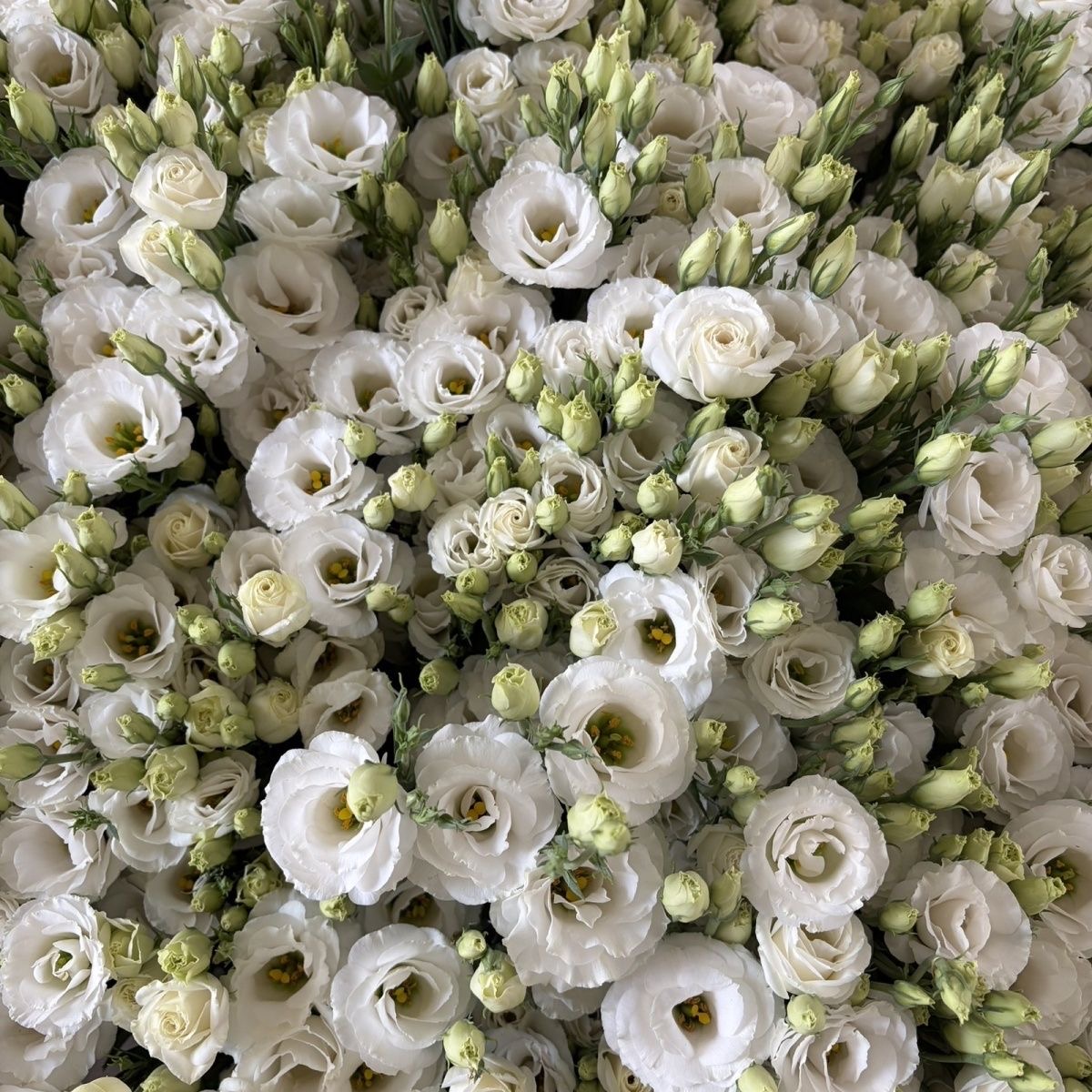 Lisianthus-color white