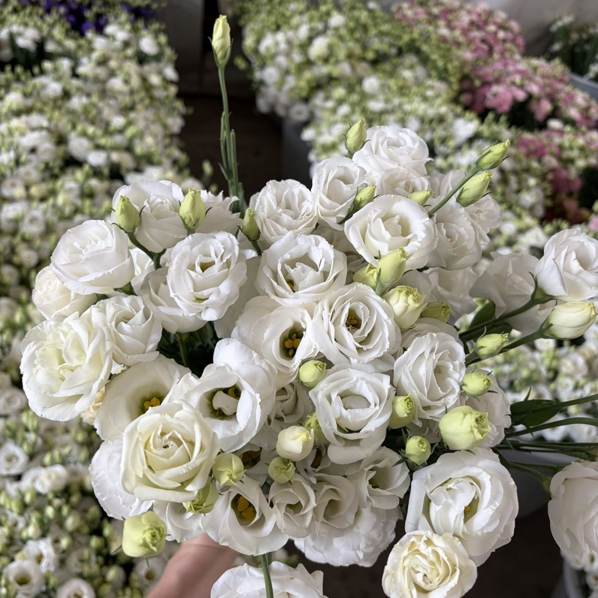 Lisianthus-color white